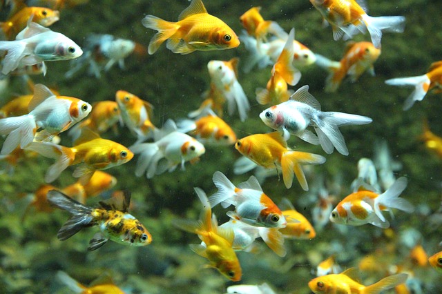 zlaté rybky